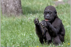 Gorillas