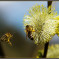 Bienen