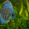 Blauer Diskusfisch