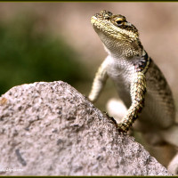 Halsband-Stachelleguan