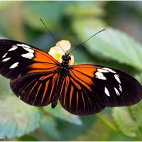 Tropischer Wiener Regenwald