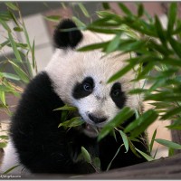 Panda Baby in Zoo Vienna !