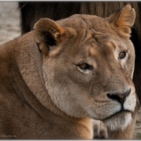 Tierwelt Herberstein im Herbst