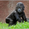 Die Gorillas im Prager Zoo