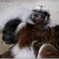 Sensation: Liszt-Affen Zwillinge in der Tierwelt Herberstein!