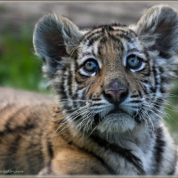 Nachwuchs bei den Königstigern