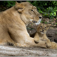Selten: Indische Löwenbabys
