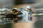 Ganges-Gaviale im Zoo Prag