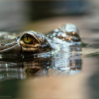 Ganges-Gaviale im Zoo Prag